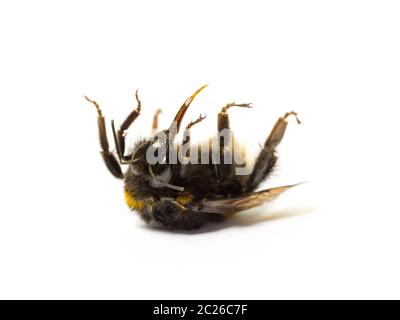 Dead bumblebee sdraiata sulla schiena isolati su sfondo bianco. La morte di insetti e environmentel il concetto di protezione. Foto Stock