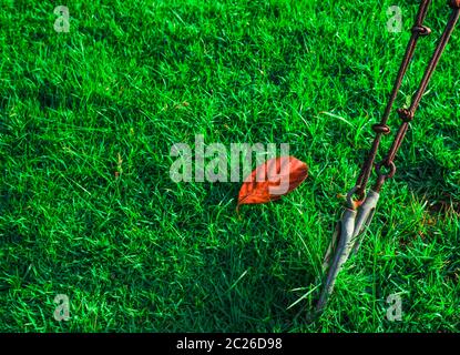 Clip per imbracatura in filo di acciaio su erba verde e foglia rossa asciutta Foto Stock