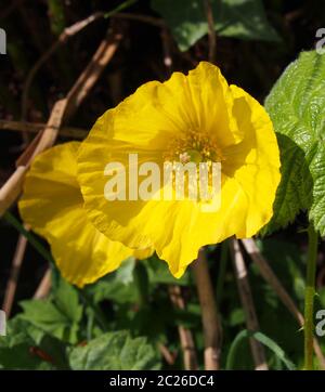 primo piano di due papaveri gallesi giallo brillante con foglie verdi circostanti in primavera luce solare Foto Stock