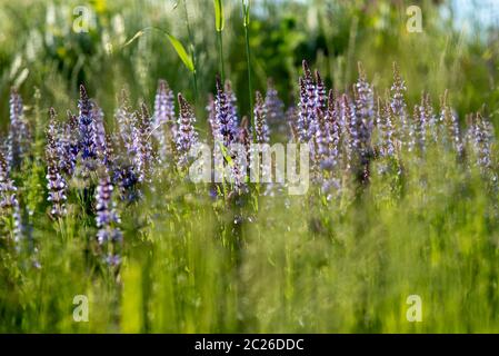 Cespugli di lavanda blu illuminati dal sole estivo serale nel Parco Zaryadye a Mosca. Macro di messa a fuoco selettiva con DOF poco profondo Foto Stock