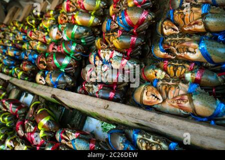 Scilla serrata. I granchi freschi sono legati con corde di plastica colorate e disposti in file pulite al mercato dei frutti di mare in Thailandia. Materie prime per seaf Foto Stock