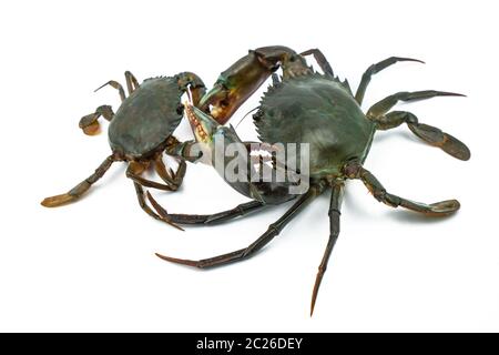 Scilla serrata. Granchio grande utilizzare l'artiglio per combattere granchio piccolo isolato su sfondo bianco. Materie prime per il concetto di ristoranti di pesce. Foto Stock