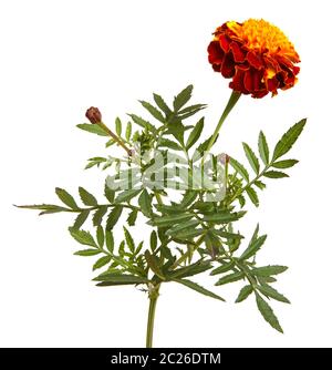 fiore marigold isolato su bianco Foto Stock
