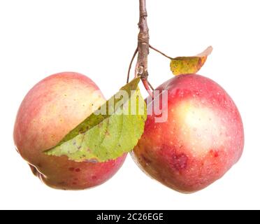 mele mature su un ramo isolato su bianco Foto Stock