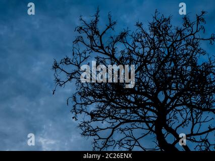 Silhouette albero morto su sfondo cielo scuro per paura o morte Foto Stock
