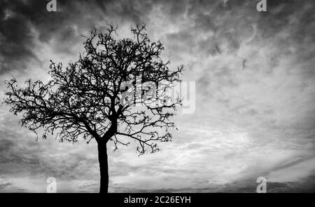Silhouette albero morto su sfondo cielo scuro per paura o morte Foto Stock