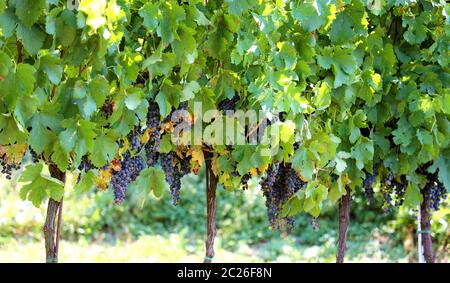 Close-up di grappoli di acerbi vino rosso uva sulla vite di messa a fuoco selettiva. Vigneto di uva. Foto Stock