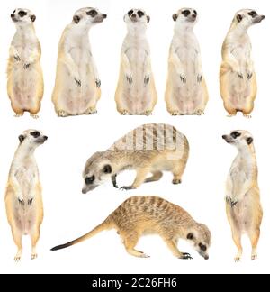 Carino meerkat ( Suricata suricatta ) isolati su sfondo bianco Foto Stock