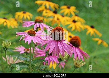 Cappello viola da sole Echinacea purpurea di fronte al sole splendente cappello Rudbeckia fulgida Foto Stock