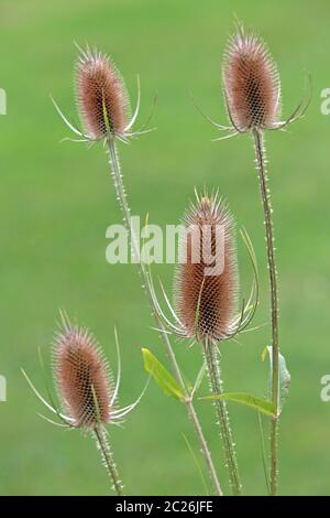 Stand di frutta della carta selvaggia Dipsacus fullonum Foto Stock