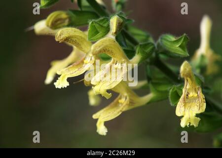 Salvia glutinosa appiccicosa o salvia appiccicosa Foto Stock