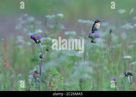 Una famiglia Whinchat su un prato in primavera Foto Stock