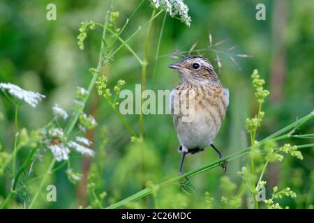 Giovane Whinchat su un prato in primavera Foto Stock