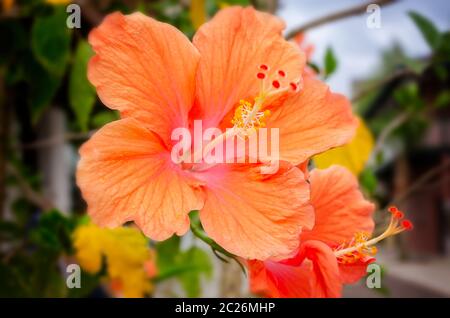 Un fiore di ibisco arancione fiorisce, il 11 aprile 2015, a St. Augustine, Florida. L'ibisco è nativo di calde regioni subtropicali e tropicali. Foto Stock