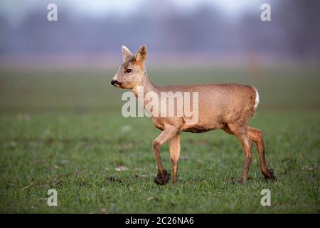 Il lato orizzontale vista di Capriolo, Capreolus capreolus, doe con pelliccia invernale camminando su un campo con fango su zoccoli in primavera. Animali selvatici nel fango di terra Foto Stock