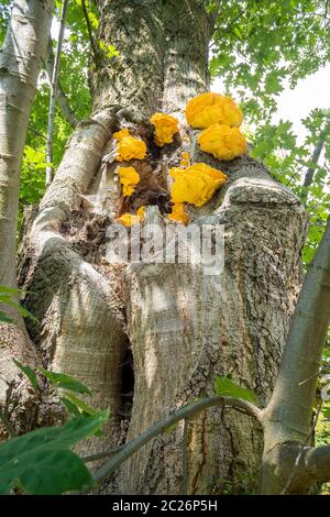 Laetiporus sulfureus staffa fungo Foto Stock