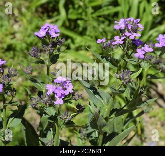 Dames Rocket Violetta Hesperis matronalis è una pianta erbacea specie nella famiglia di senape, Foto Stock
