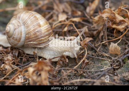 Lumaca romano (Helix pomatia) Foto Stock