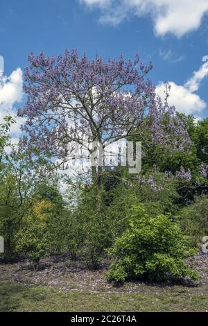 Albero di Bluebell (Paulownia tomentosa) Foto Stock