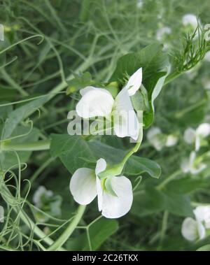 Fioritura di piselli in campo. Fioritura di legumi. Fiori di piselli. Foto Stock
