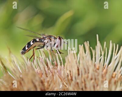 Macro Late Big-fronted Fly Scaeva pyrastri Foto Stock