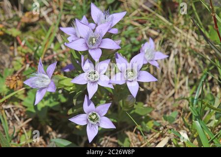 Fiori di German Wreath-Enzian o German Fransenenzian Gentianella germanica Foto Stock