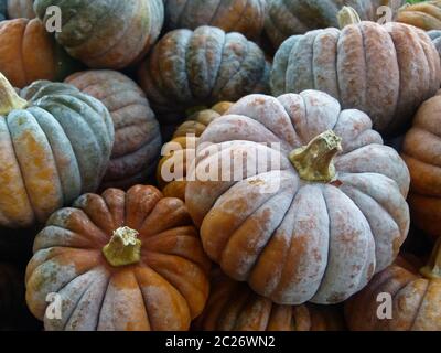 zucche ornamentali colorate raccolte di fresco Foto Stock