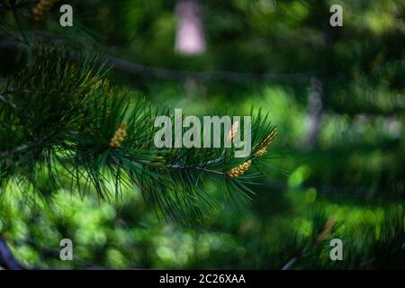 Unione Larice (Larix decidua) Foto Stock