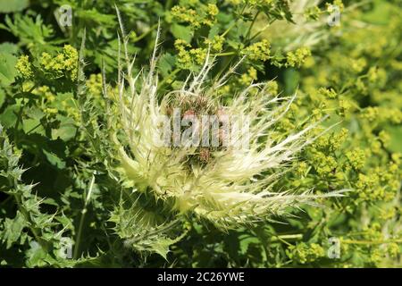 Scalfittura alpina Thistle Cirsium spinosissimum davanti al cappotto da donna Alchemilla vulgaris Foto Stock