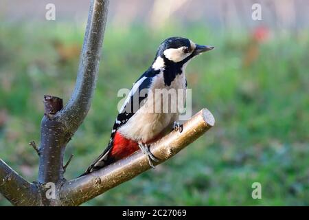 Ottimo picchio macchiato alla ricerca di cibo Foto Stock