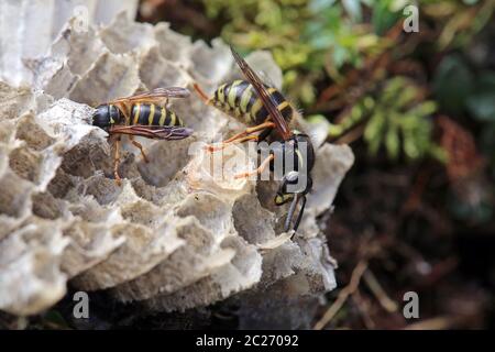 Regina e lavoratore Red Wasp Vespula rufa a nido di carta Foto Stock