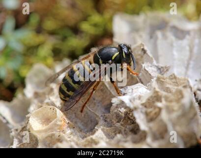 Wasp Regina Rossa Vespula rufa dal Hintersee nel Felbertal vicino Mittersill Foto Stock