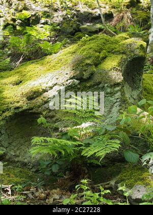 primo piano di un muschio verde e di una roccia coperta di licheni circondata da felci e piante in piena luce solare su un fondo di foresta Foto Stock