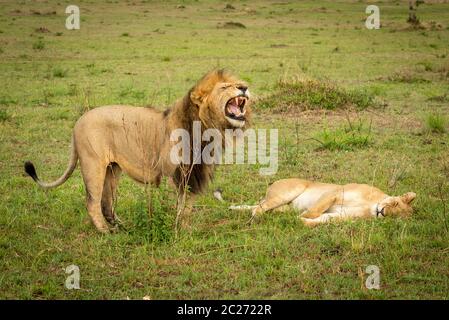 Leone maschio bares denti in piedi da leonessa Foto Stock