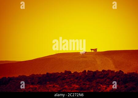 Cavallo nel deserto Il Cairo Egitto Foto Stock