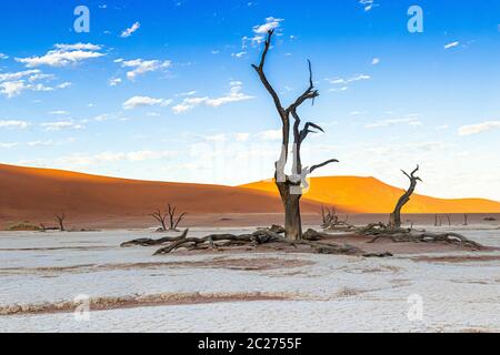 Deadvlei nel Parco Nazionale Namibia-Naukluft Foto Stock