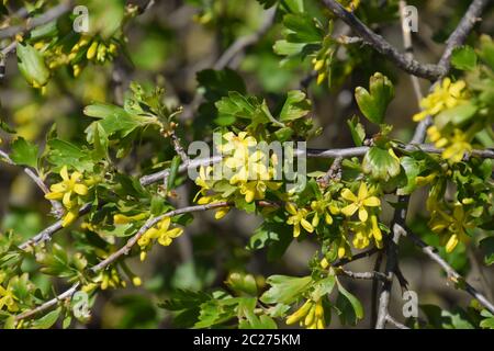 Fioritura golden uve secche di Corinto nel giardino. Spring Garden Foto Stock
