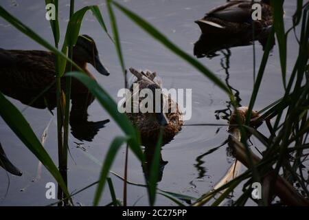 Anatre selvagge sul lago tra le canne al tramonto Foto Stock