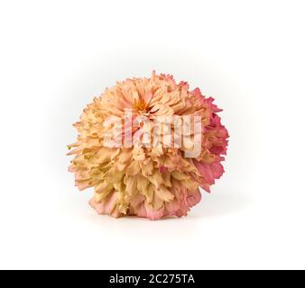 Allo sbiadimento bocciolo di rosa zinnia su uno sfondo bianco, close up Foto Stock