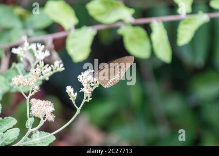 Farfalla su un fiore Foto Stock
