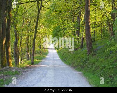 vista prospettica di una stretta corsia di campagna che corre attraverso un luminoso bosco di primavera illuminato dal sole con un baldacchino circostante di alberi di foresta Foto Stock