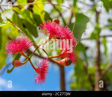 Infiorescenza fiorente del ptychocarpa di Corymbia conosciuto come Swamp Bloodwood in Australia Foto Stock