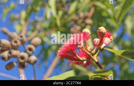 Australian palude Bloodwood gum fioritura ad albero rosso con fiori di eucalipto, fogliame e dadi di gomma Foto Stock