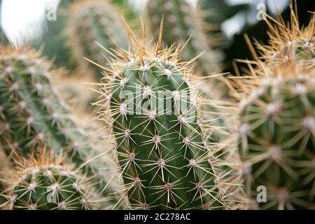 cactus closeup cactus in natura Foto Stock