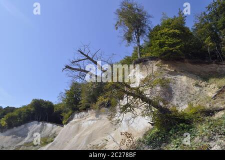 Paesaggio ripariale sul Mar Baltico, isola di RÃ¼gen vicino a Stubbenkammer con alberi caduti, sulla riva alta della costa di gesso Foto Stock