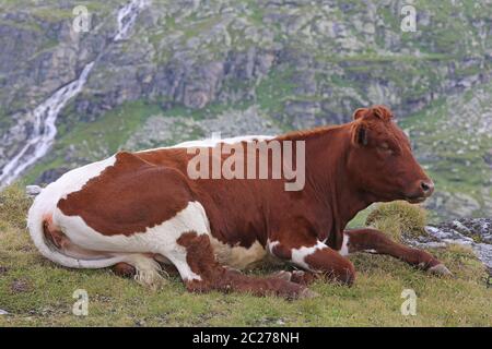 Mucca di razza bianca e rossa ruminante al WeiÃŸsee di Pinzgau Foto Stock