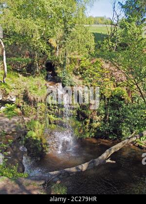 buca di lumb cade una cascata nel bosco a cimsworth dean vicino al pozzo di pecket in calderdale west yorkshire Foto Stock