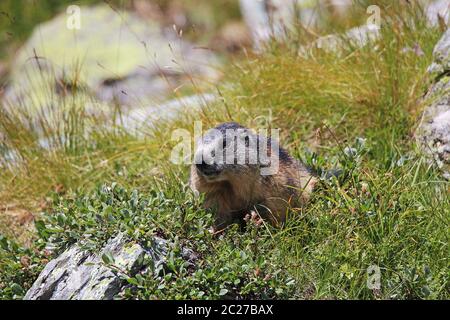 Marmota marmota prende il bagno nelle erbe di montagna Foto Stock