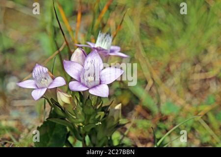 Tedesco Kranzenziano o tedesco Fransenenziano Gentianella germanica Foto Stock