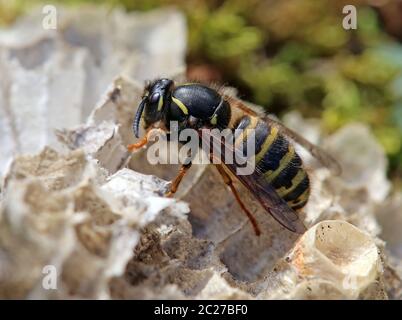 Regina della Vespula rossa della Waspa rufa dall'Hintersee vicino Mittersill Foto Stock